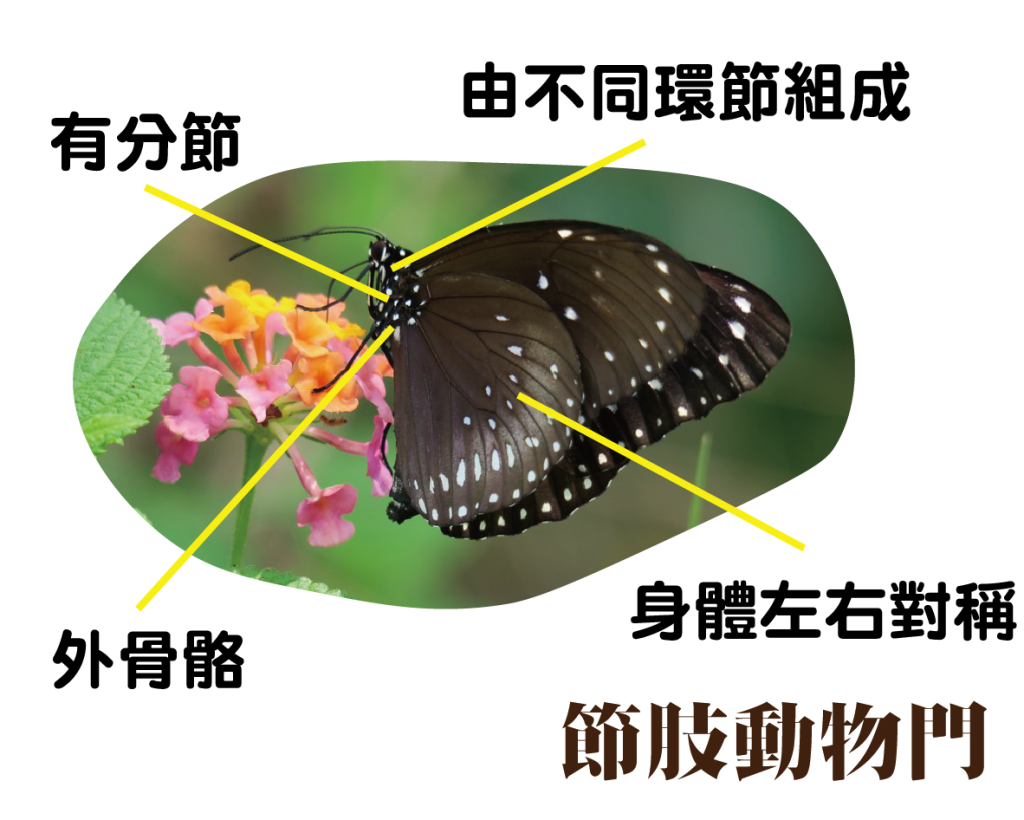 動物篇 Conservation Foundation